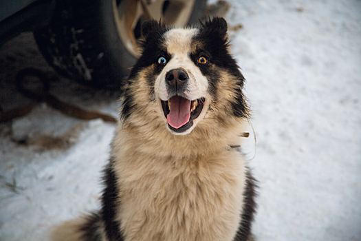 Ученые назвали любимые телепередачи собак