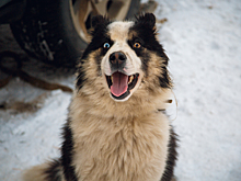 Ученые назвали любимые телепередачи собак