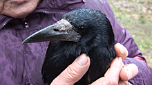 Жители Калининградской области спасли птицу с перебитым крылом