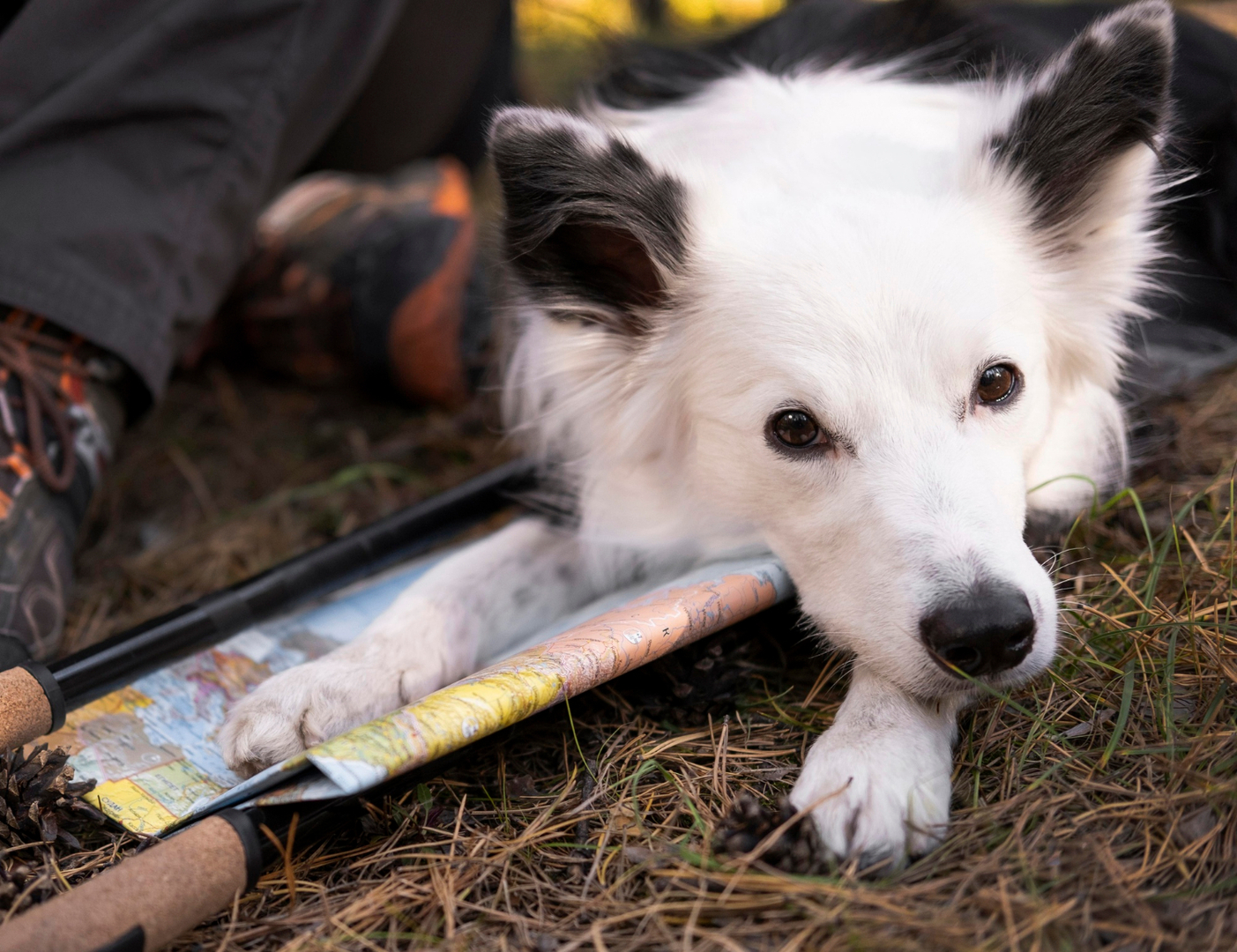 Депутаты города Шумерля попросили разрешить эвтаназию бездомных собак