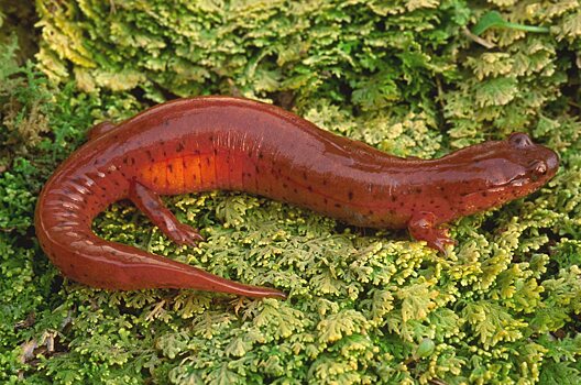 Изменение климата убивает популяции саламандр