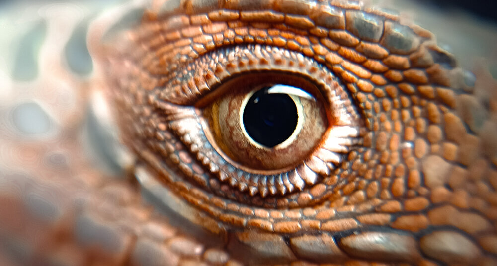 У самых ранних позвоночных нашли вторую пару глаз