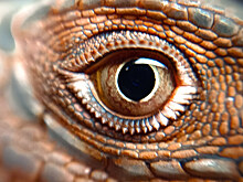 У самых ранних позвоночных нашли вторую пару глаз