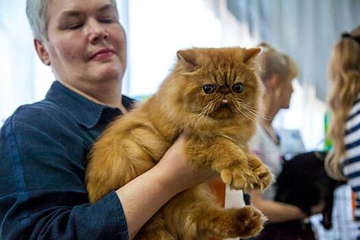 В выставочном центре «Сокольники» прошла международная выставка пушистых домоседов «Мистер Кот»
