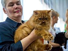 В выставочном центре «Сокольники» прошла международная выставка пушистых домоседов «Мистер Кот»