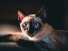 День сиамских кошек, Помпеев и возрождения Олимпийских игр: 6 апреля в истории