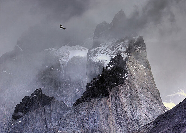Андский кондор кружит в поисках добычи в горах Чили