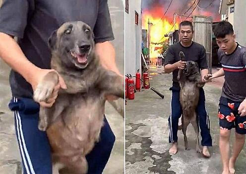 Испуганный пёс добровольно отказался покидать загоревшийся хозяйский дом во Вьетнаме