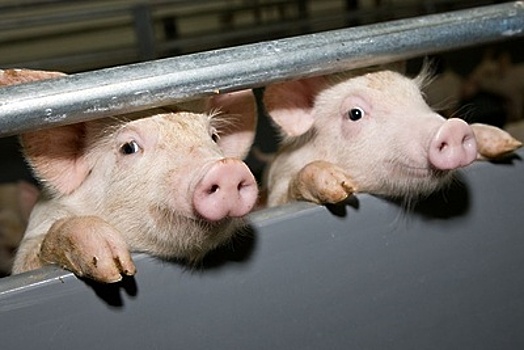 Карантин по африканской чуме свиней отменили в Подмосковье