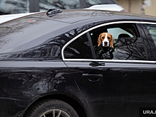 Депутаты Госдумы предложили ввести уполномоченного по вопросам защиты животных