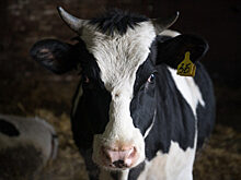 «ЭкоНива-АПК Холдинг» планирует сразу два комплекса в Новосибирской области