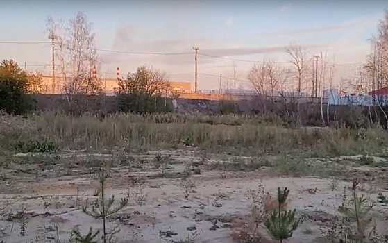 В Рязани неизвестные уничтожили 600 сосновых саженцев у подстанции «Лихачево»