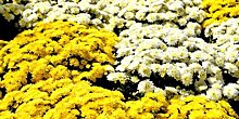 Бельгийские хризантемы украсили Манежную площадь к юбилею ВДНХ