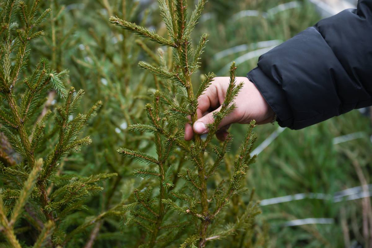 Россиян предупредили о наказании за покупку живой елки