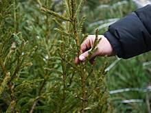 Россиян предупредили о наказании за покупку живой елки