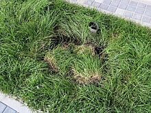На новосибирской набережной выкопали все яблони