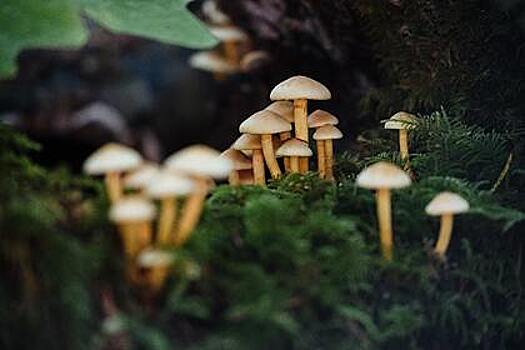Диетологи рассказали о неожиданных полезных свойствах грибов