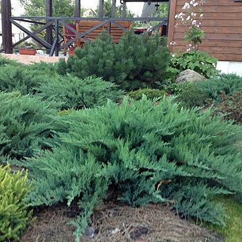 Можжевельник в саду - за и против