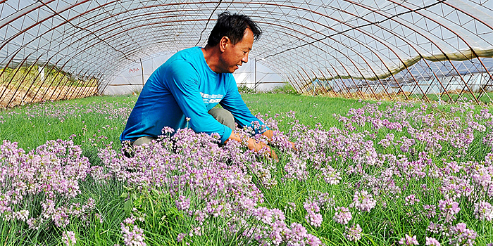 Выращивание необычных овощных культур помогает фермерам из Внутренней Монголии справиться с бедностью