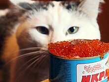 Россияне стали чаще покупать красную икру