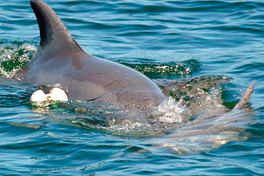 Скорбящую самку дельфина заметили с мертвым детенышем