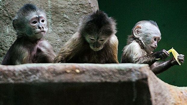 В Московском зоопарке приматов переселили из-за холодов