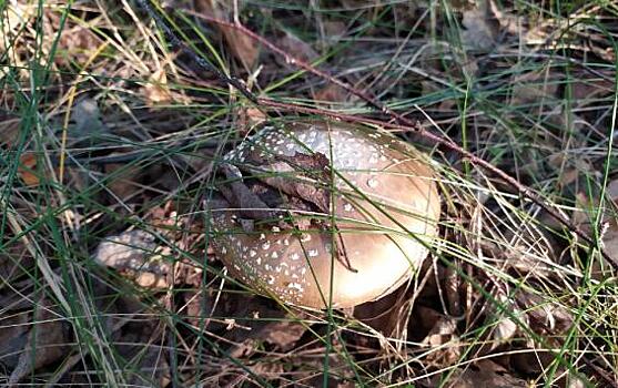 Трое курян отравились дикорастущими грибами на этой неделе