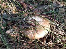 Трое курян отравились дикорастущими грибами на этой неделе