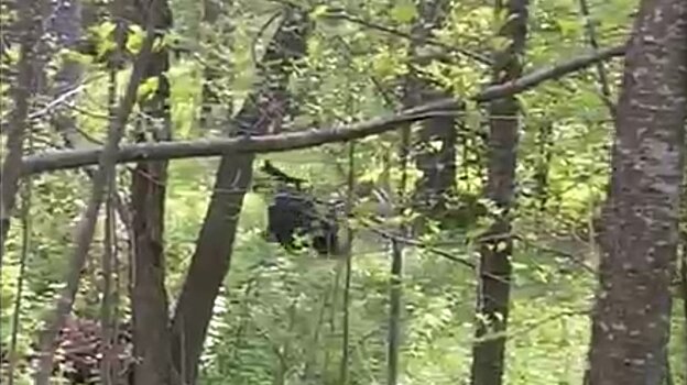 В Никольском районе работник охотугодья встретился с медведем