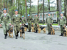 Более 30 кинологов и 115 их питомцев несут службу в Воздушно-десантных войсках