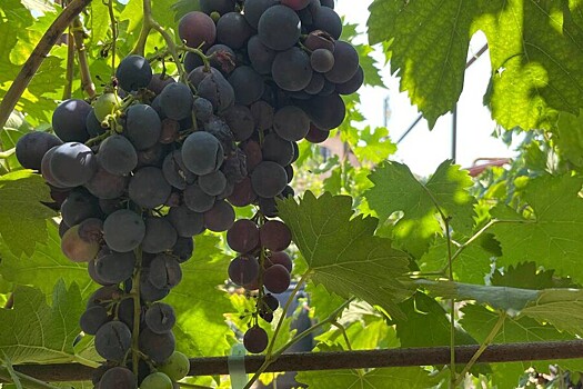 Спрос на винный туризм в России вырос более чем в два раза