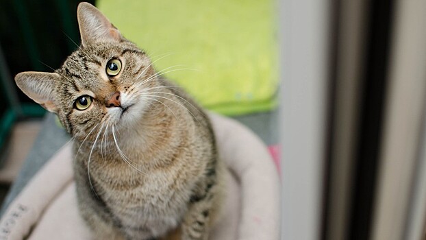 Чихающий кот Эллиот из Британии не может найти хозяев из-за недуга