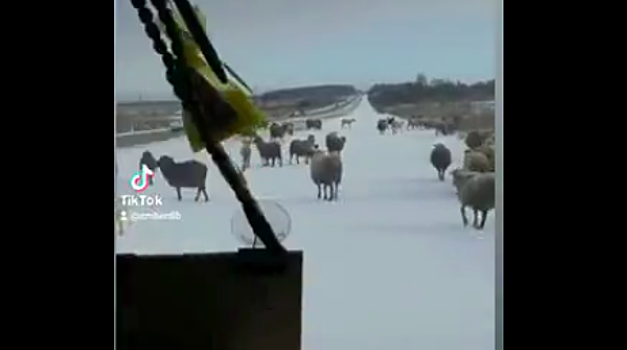 Очевидец снял стадо баранов на «Берлинке»