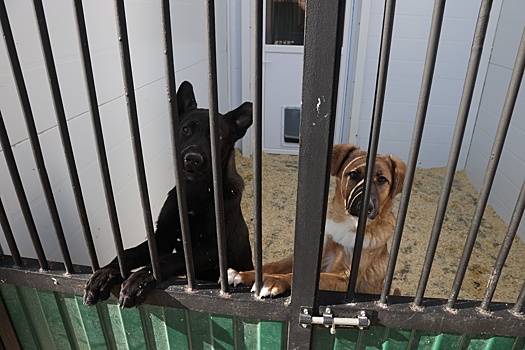 Приюту для собак в Новой Москве не дали утонуть