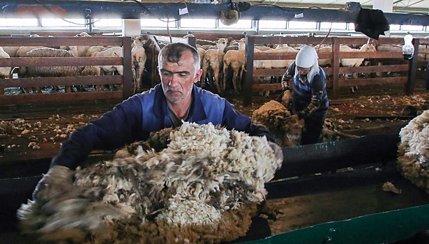 Экспорт овечьей шерсти из Забайкалья в Китай в 2018 году вырос на 17,6%