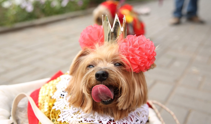 В Волгограде прошел карнавал собачьих костюмов «Хвостатый кутюрье»