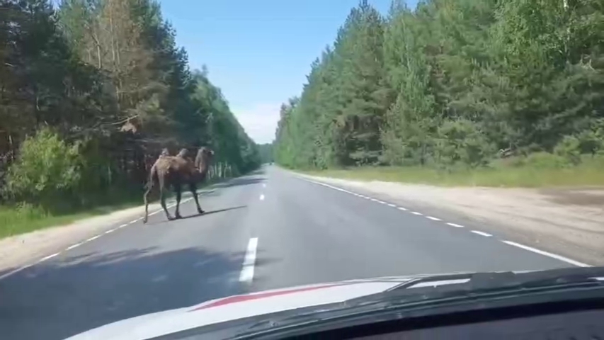 Верблюд Вадик снова сбежал с турбазы
