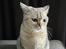 Из-за чего кошка может обижаться на вас