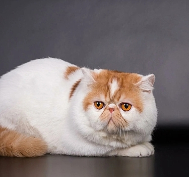 Экзот (экзотическая кошка) — описание и характеристика породы