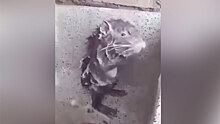 Крыса моется под душем как человек: видео