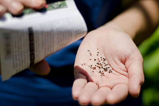 Российским семеноводам выделят деньги на технологии