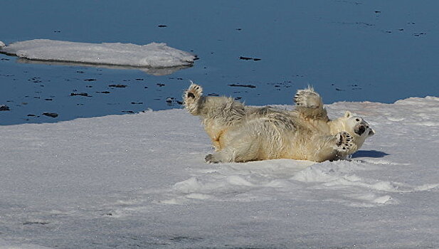 На Северном полюсе зафиксирован температурный рекорд