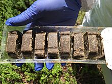 Лекарства для диких животных Костромской области спрячут в еду