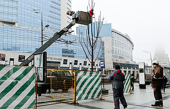 Красивая форма и ничего лишнего: в Москве готовят деревья к весне