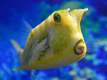 Наталья Сергунина: 10 миллионов человек посетили "Москвариум" на ВДНХ за шесть лет