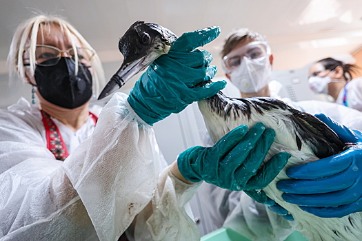 Около ста птиц спасли в районе с. Большой Утриш с 6 по 14 января