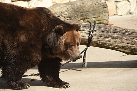 Медведям Московского зоопарка на восстановление после зимней спячки потребуется около двух недель