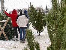 Многие пензенцы пришли за елкой на базар 31 декабря