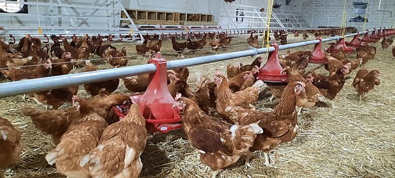 В Крыму в рамках программы «Агростартап» появилась еще одна птицеводческая ферма по производству яиц