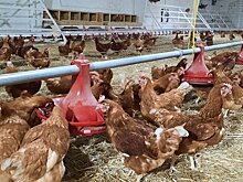 В Крыму в рамках программы «Агростартап» появилась еще одна птицеводческая ферма по производству яиц